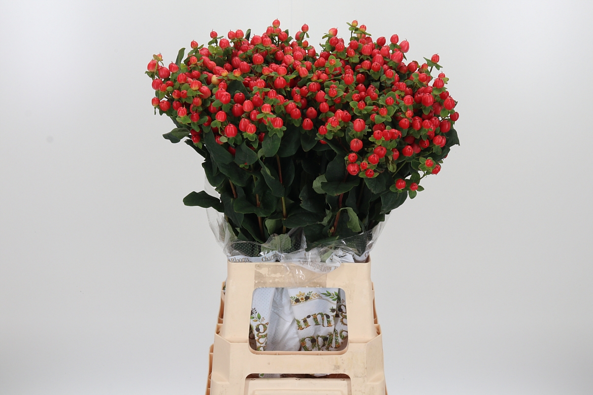Hypericum Pacific Red Dolly 70cm