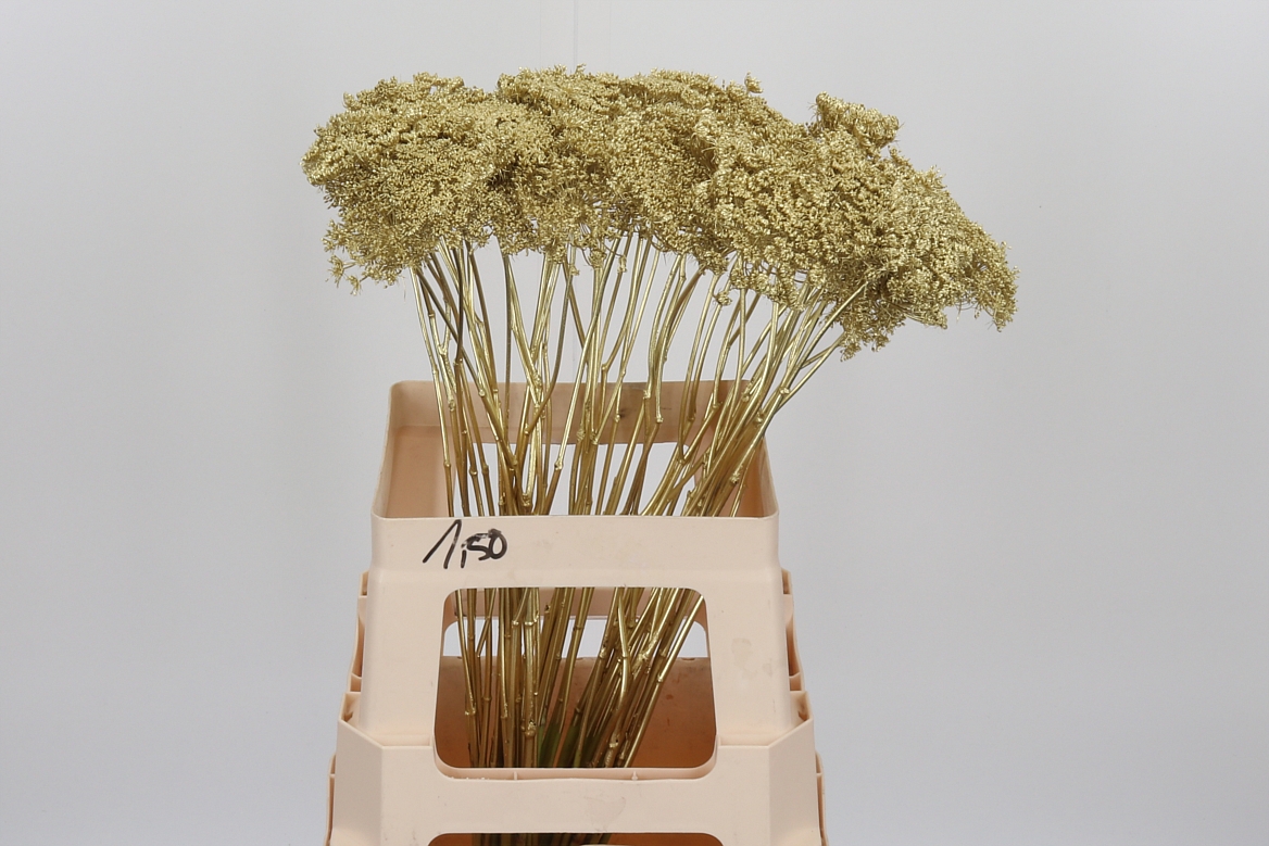 Ammi Painted Gold 60cm