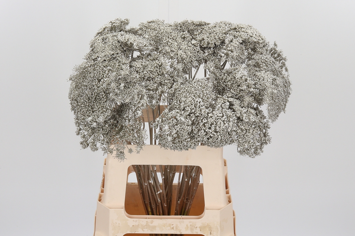 Ammi Painted Platinum 60cm