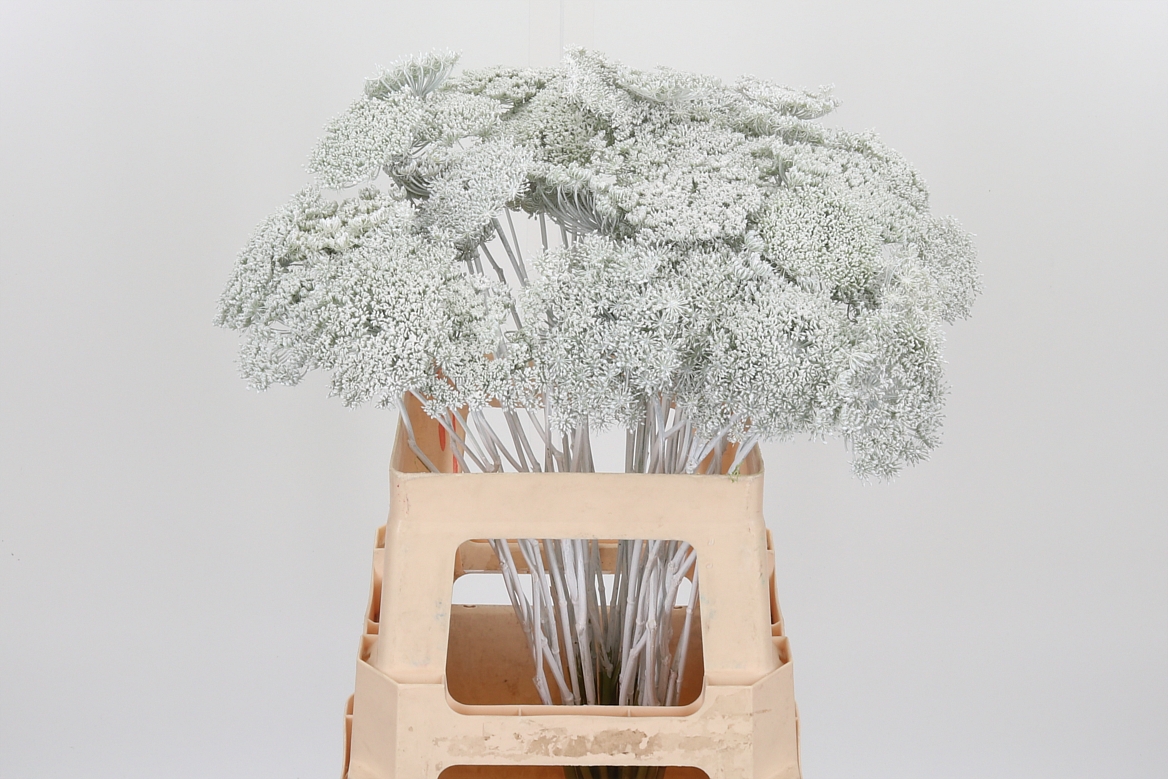 Ammi Painted White 60cm