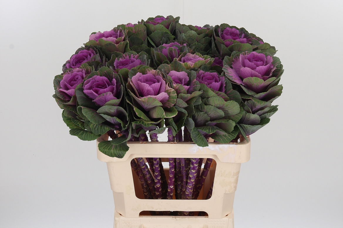 Brassica Red Crane 60cm