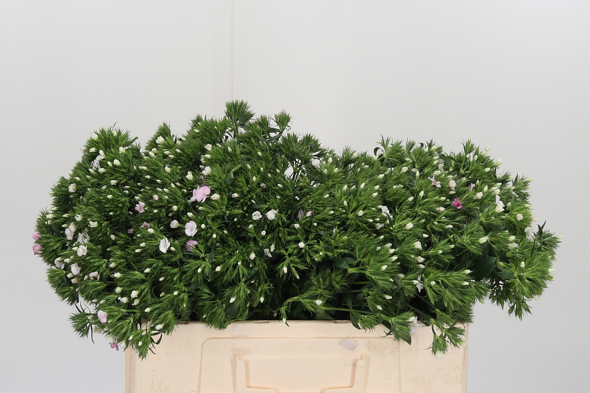 Dianthus Barb Rose Magic 52cm