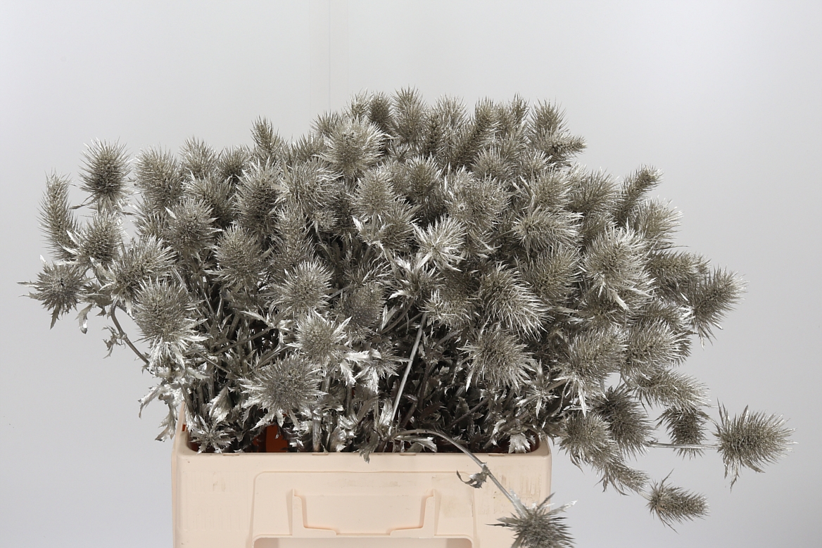 Eryngium Painted Supernova Platinum 60cm