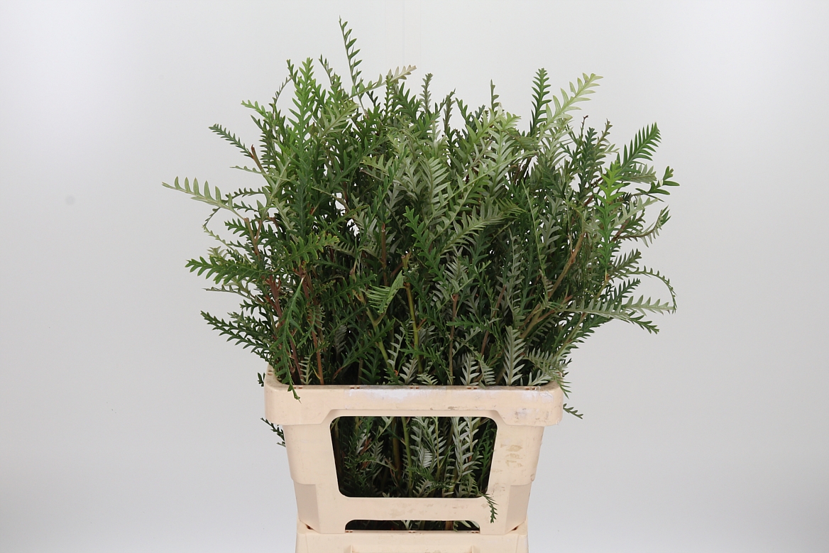 Grevillea Ivanhoe Bronze 60cm