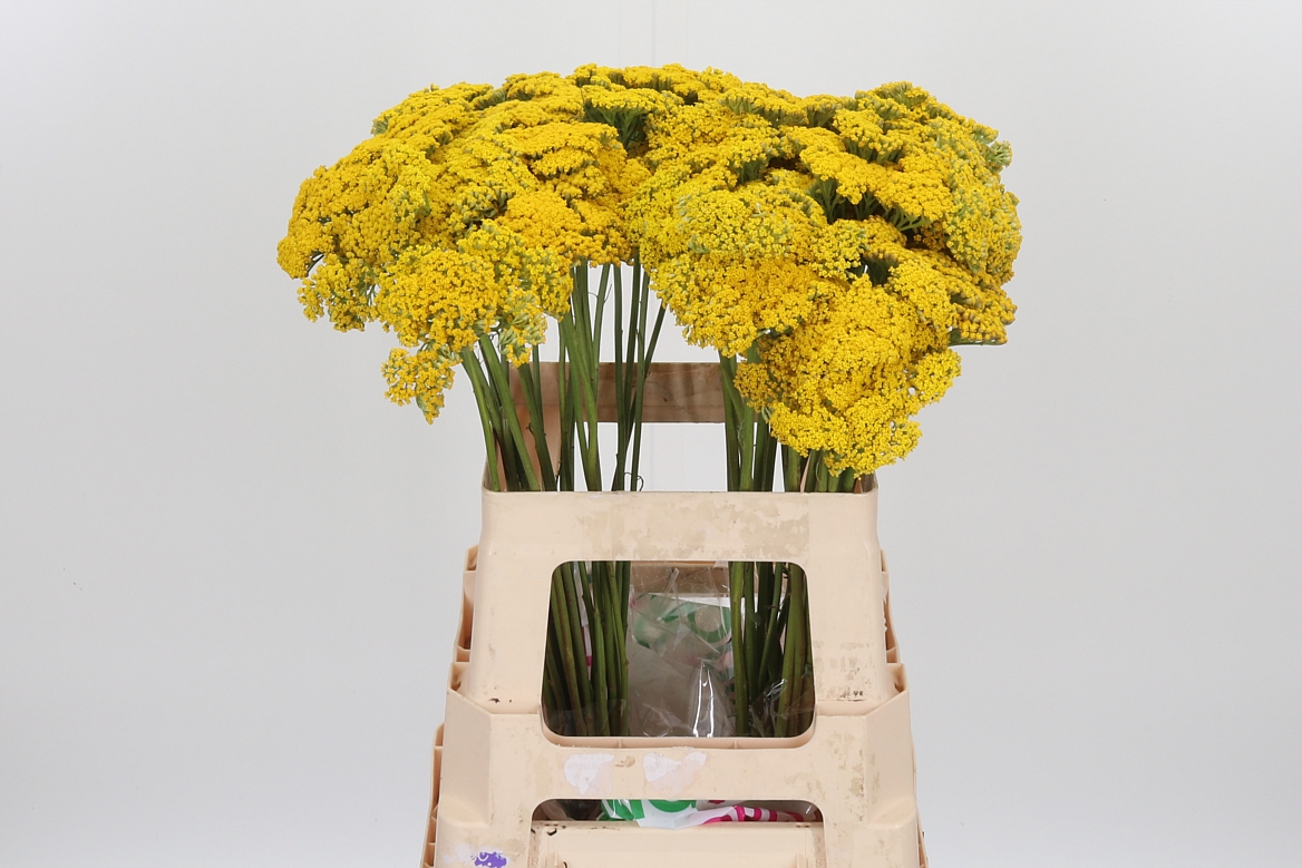 Achillea Filipendulina Parker's Variety 60cm