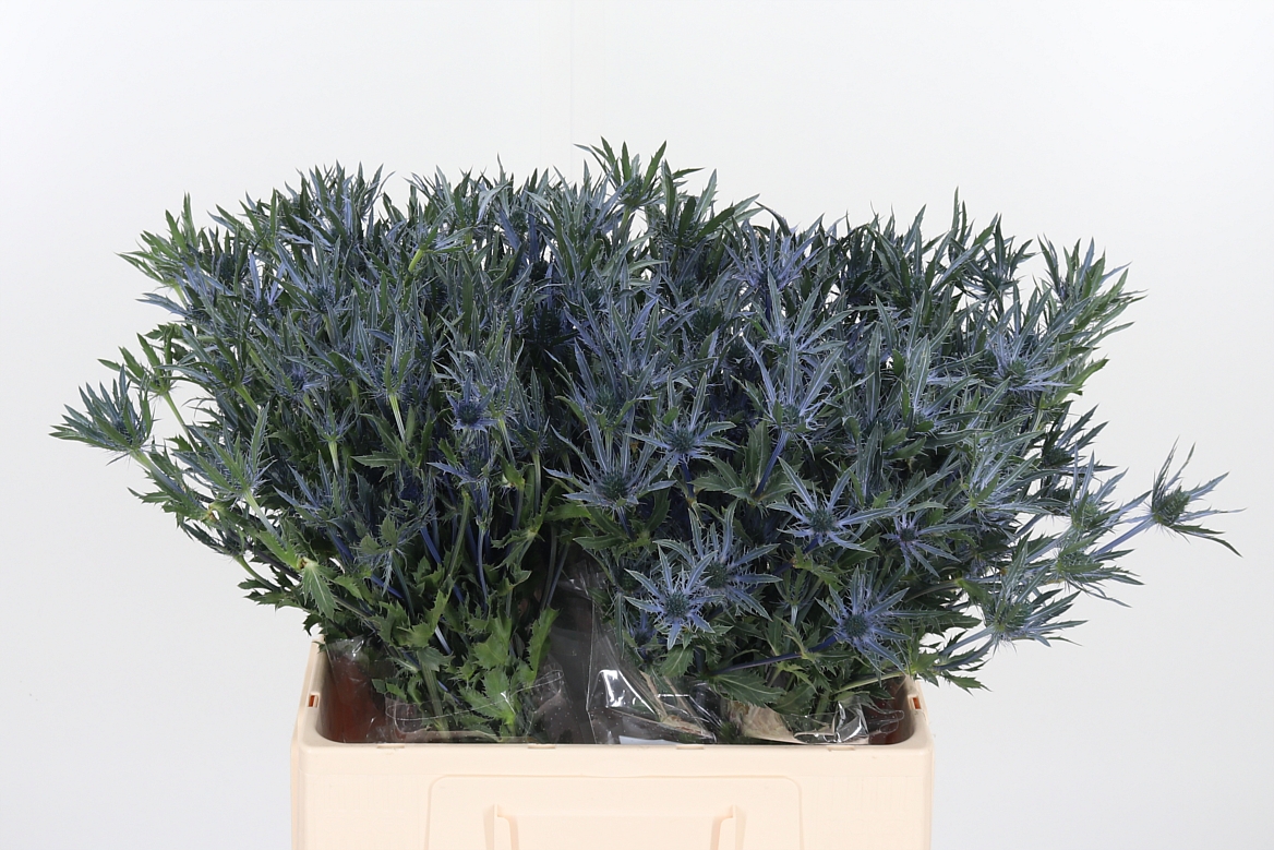Eryngium Pacific Blue Stripe 60cm