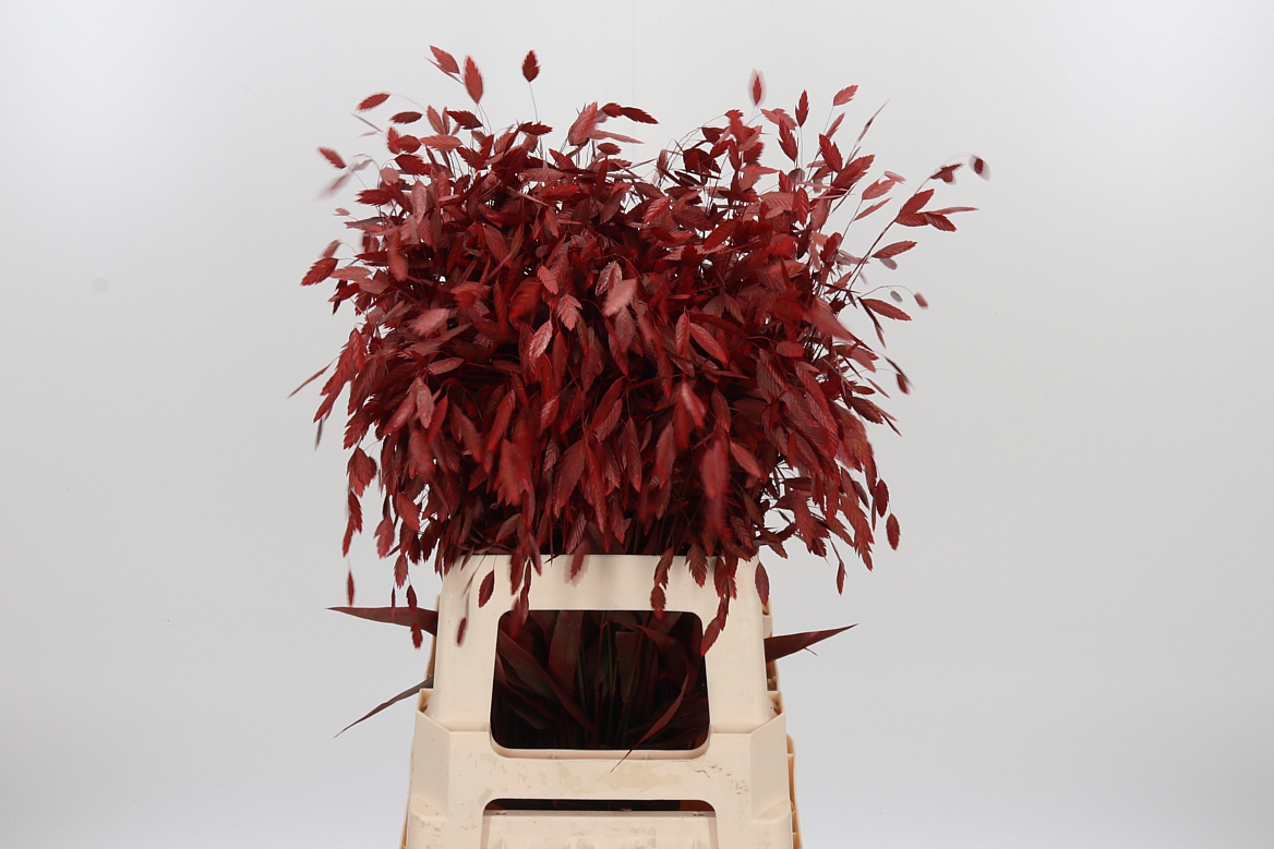 Chasmantium Painted Red 70cm