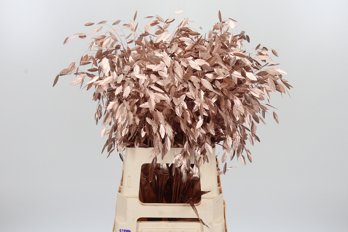Chasmantium Painted Rose Gold 70cm