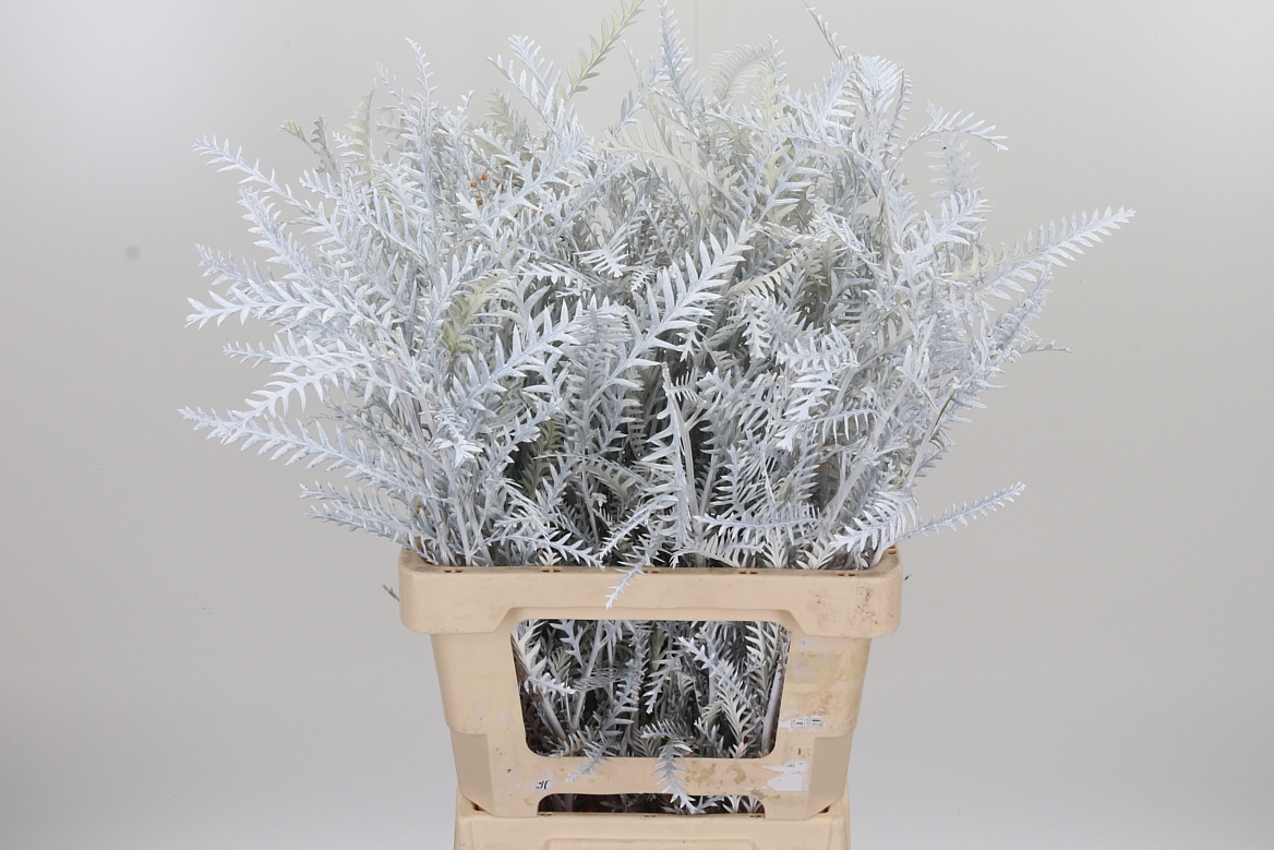 Grevillea Painted White 60cm