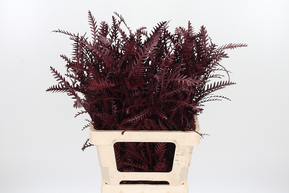 Grevillea Painted Bordeaux 60cm