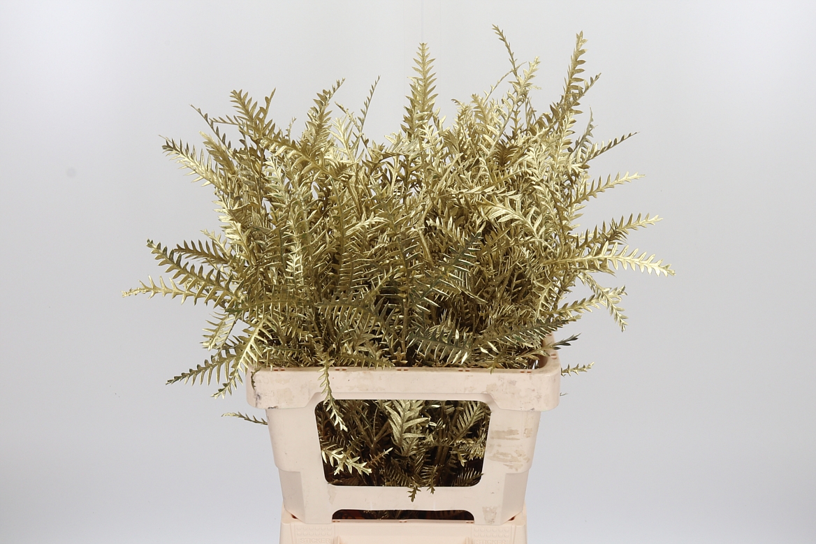 Grevillea Painted Gold 60cm