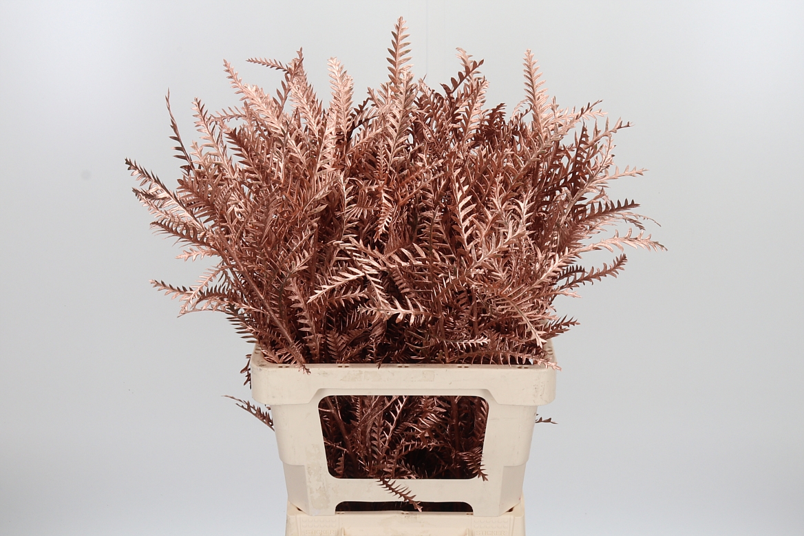 Grevillea Painted Copper 60cm