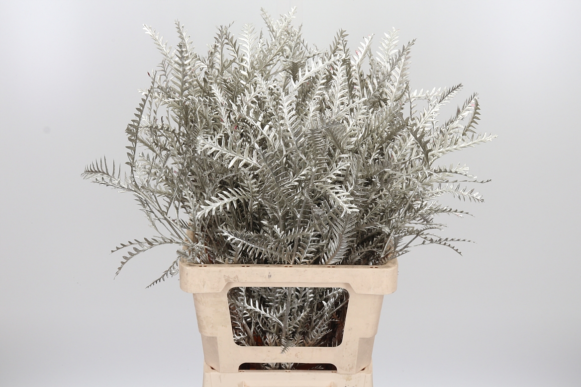 Grevillea Painted Platinum 60cm