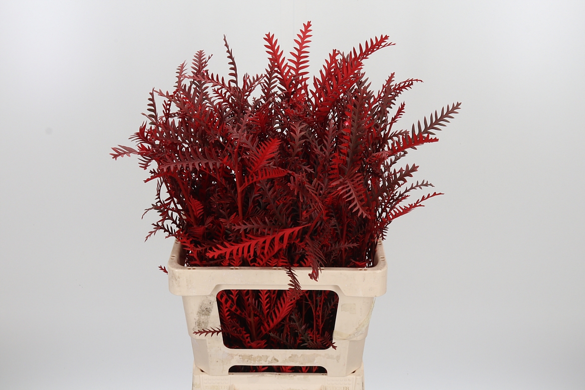 Grevillea Painted Red 60cm