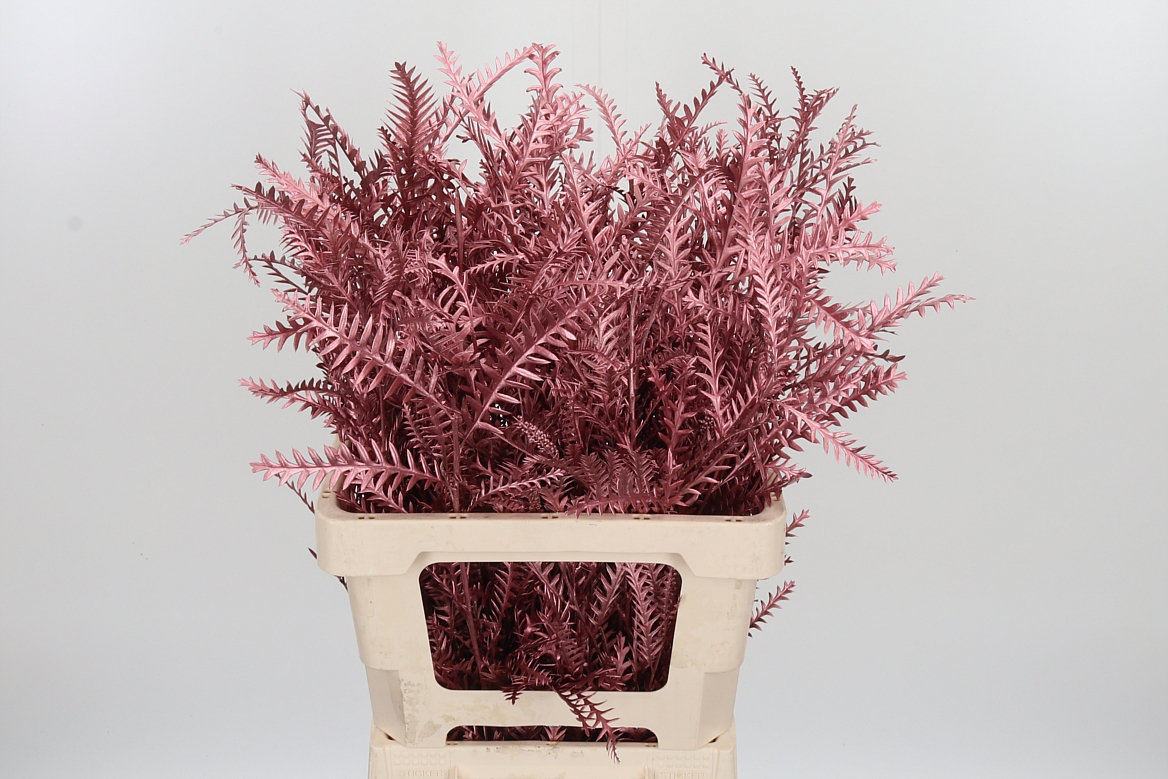 Grevillea Painted Rose Gold 60cm