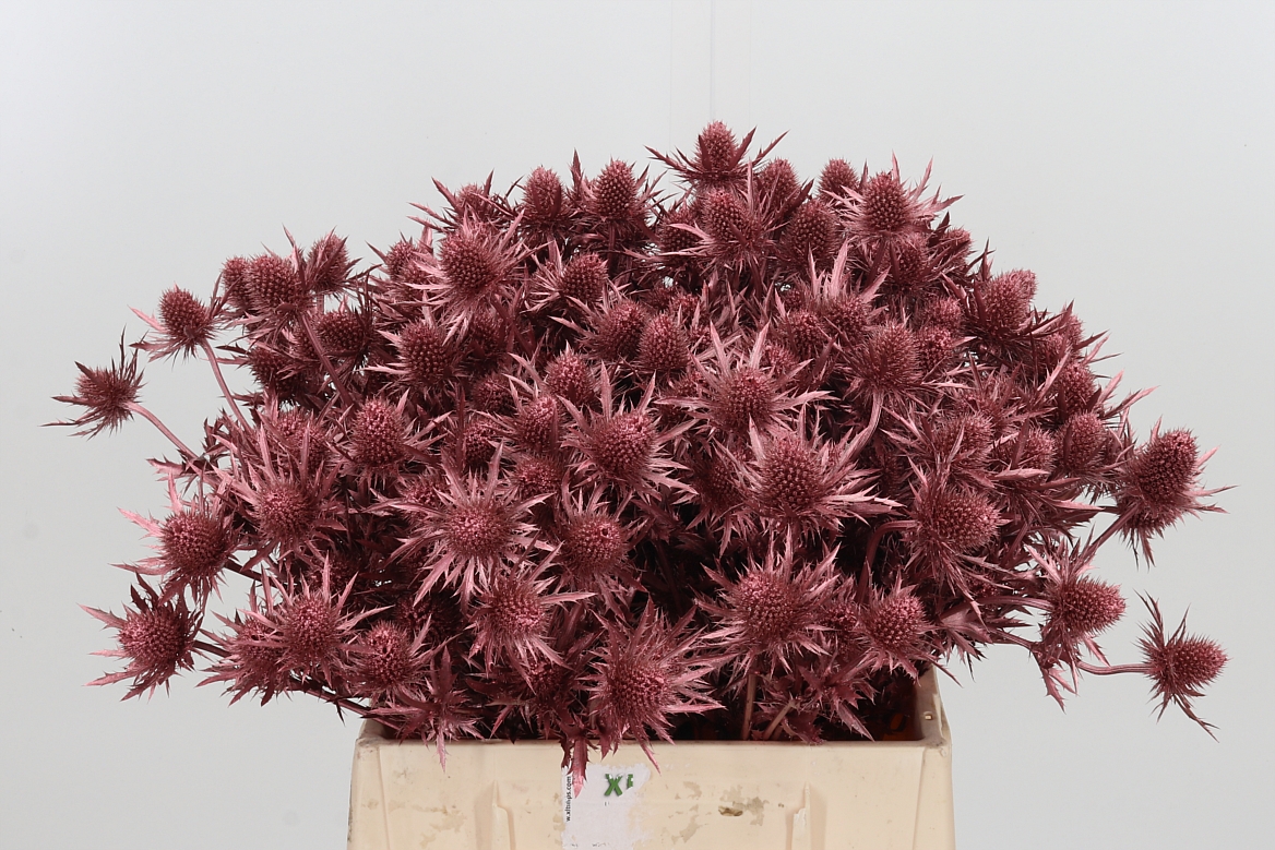 Eryngium Painted Orion Rose Gold 40cm