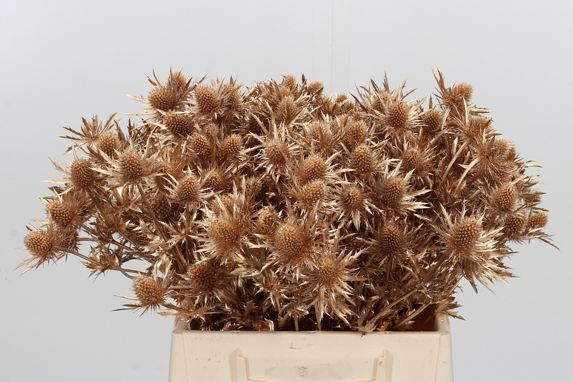 Eryngium Painted Orion Antique Gold 40cm