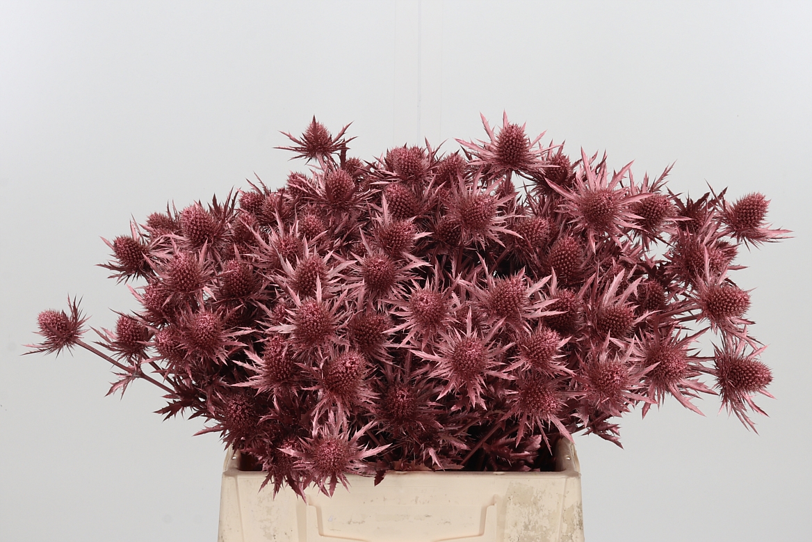Eryngium Painted Orion Rose Gold 40cm