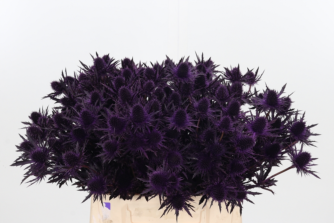 Eryngium Painted Orion Aubergine 40cm