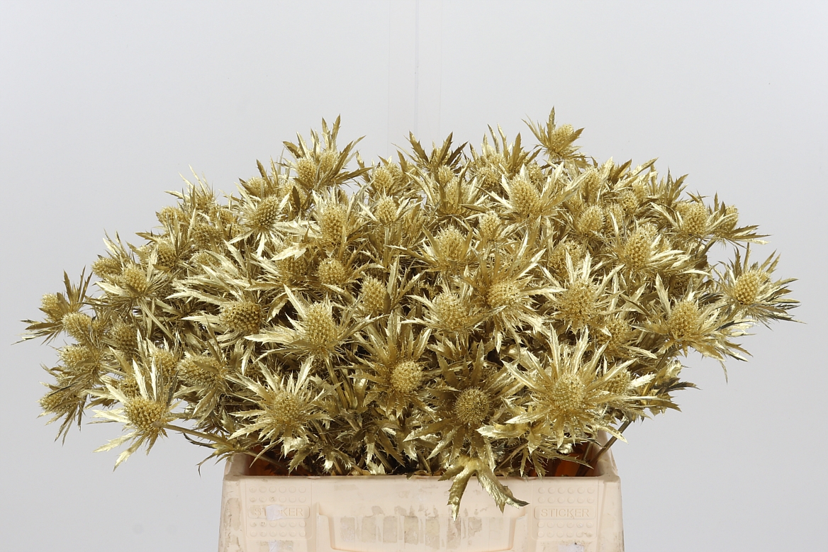 Eryngium Painted Orion Gold 40cm