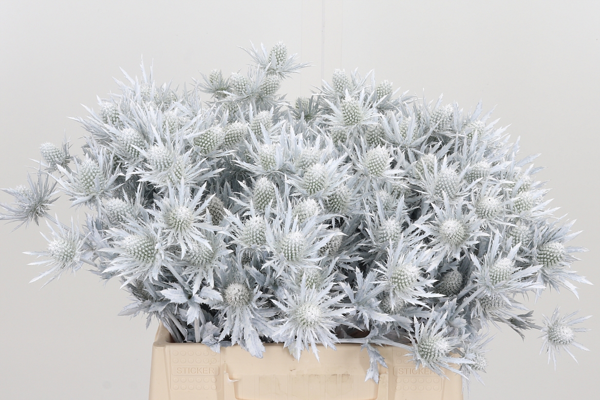 Eryngium Painted Orion White 40cm
