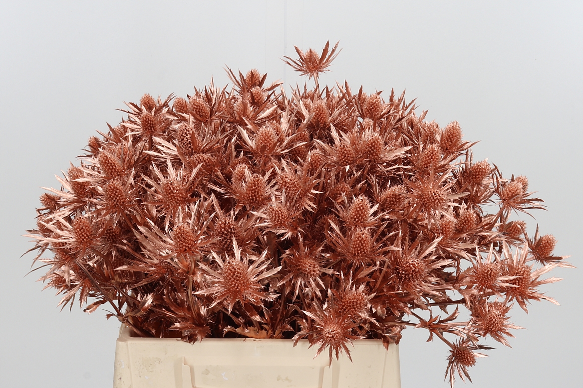 Eryngium Painted Orion Copper 40cm
