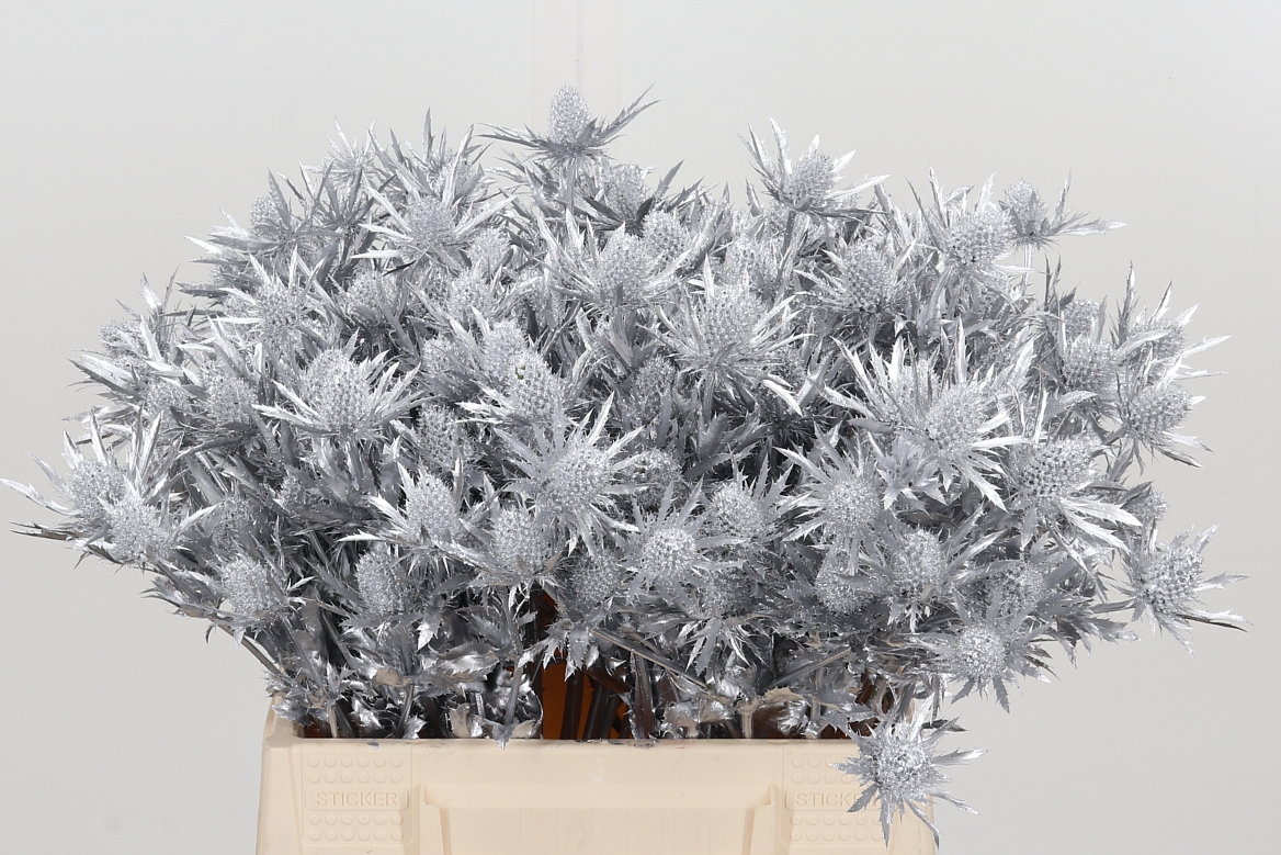 Eryngium Painted Orion Silver 40cm
