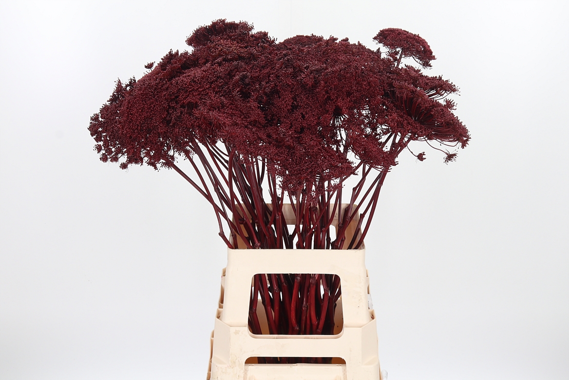 Ammi Painted Bordeaux 70cm