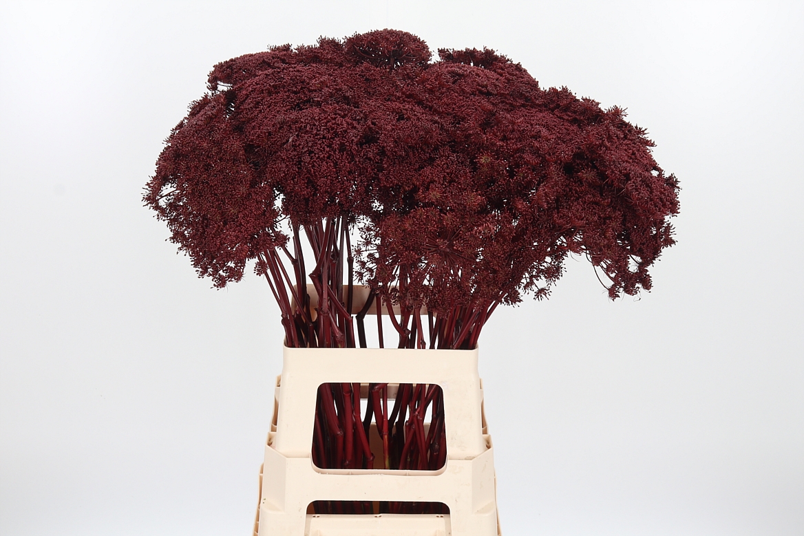 Ammi Painted Bordeaux 70cm