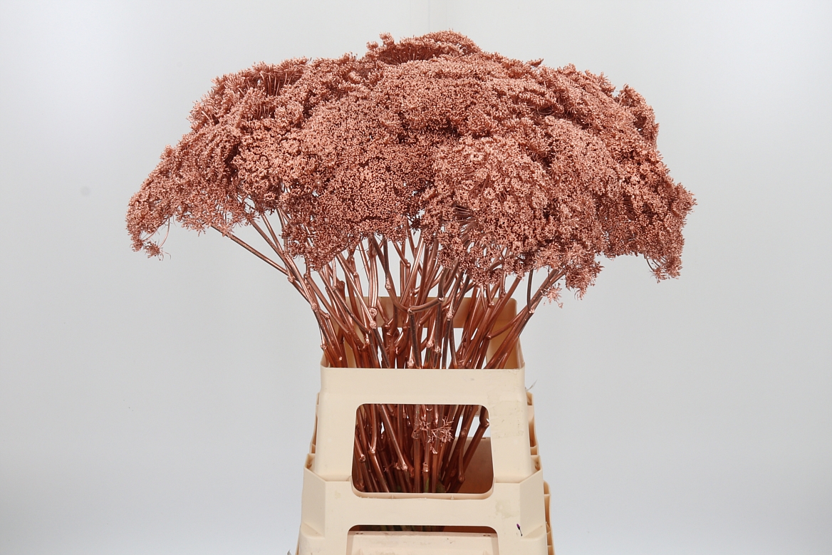 Ammi Painted Copper 70cm