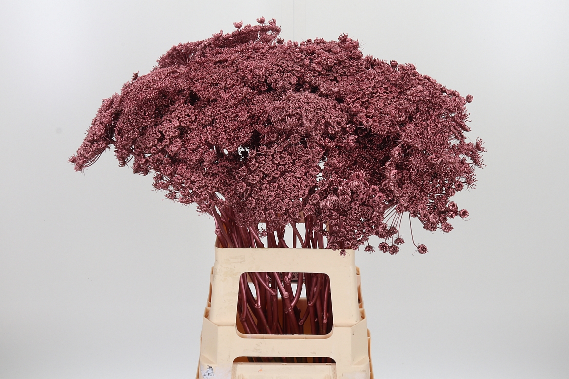 Ammi Painted Rose Gold 70cm