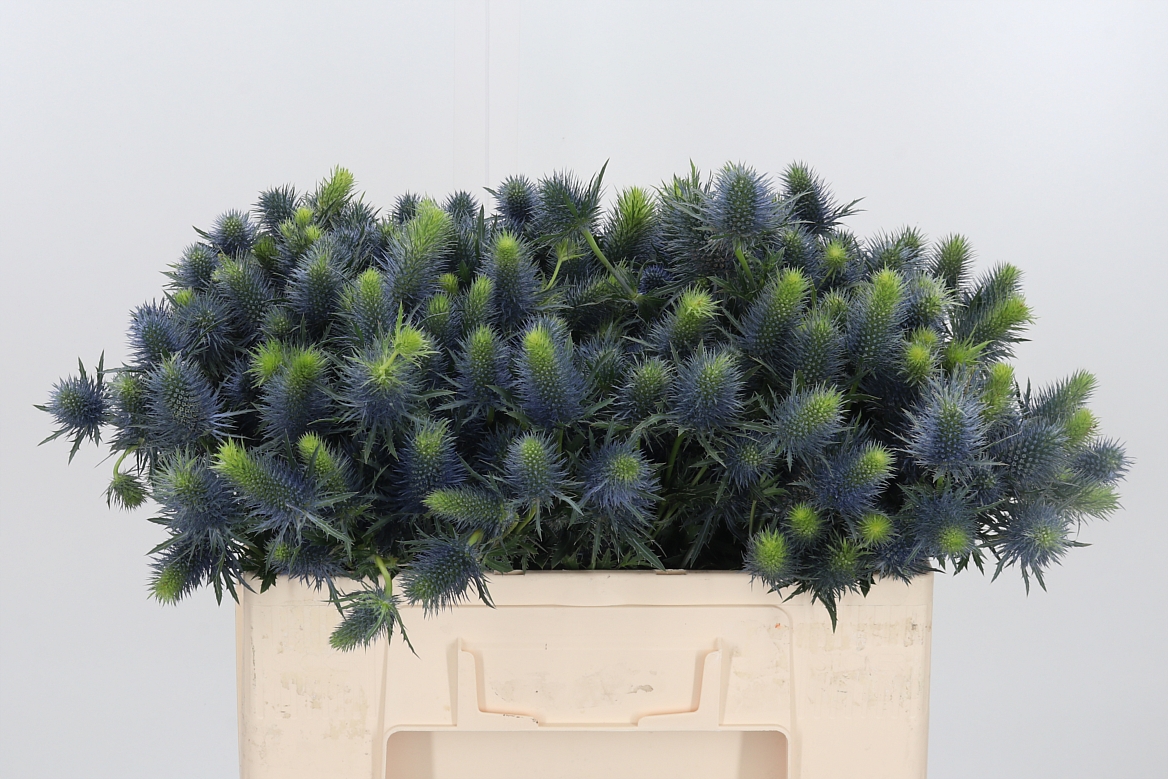 Eryngium Supernova Questar 50cm