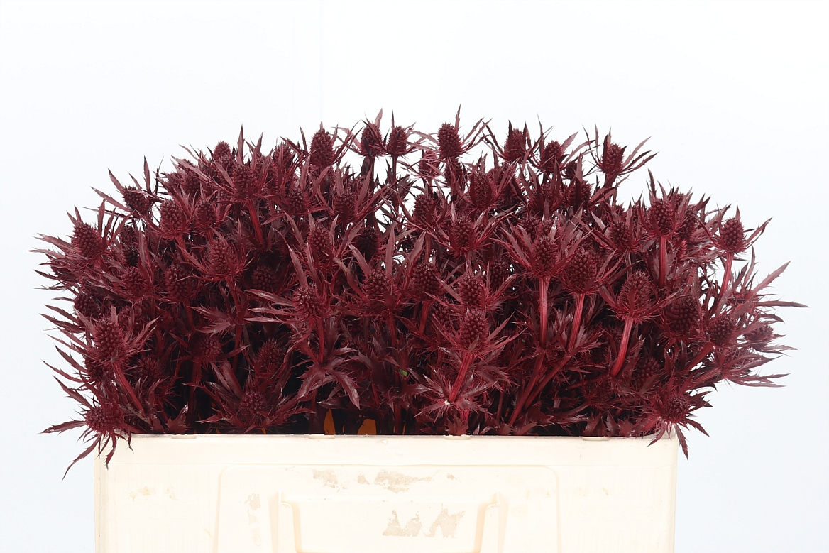 Eryngium Painted Orion Bordeaux 50cm
