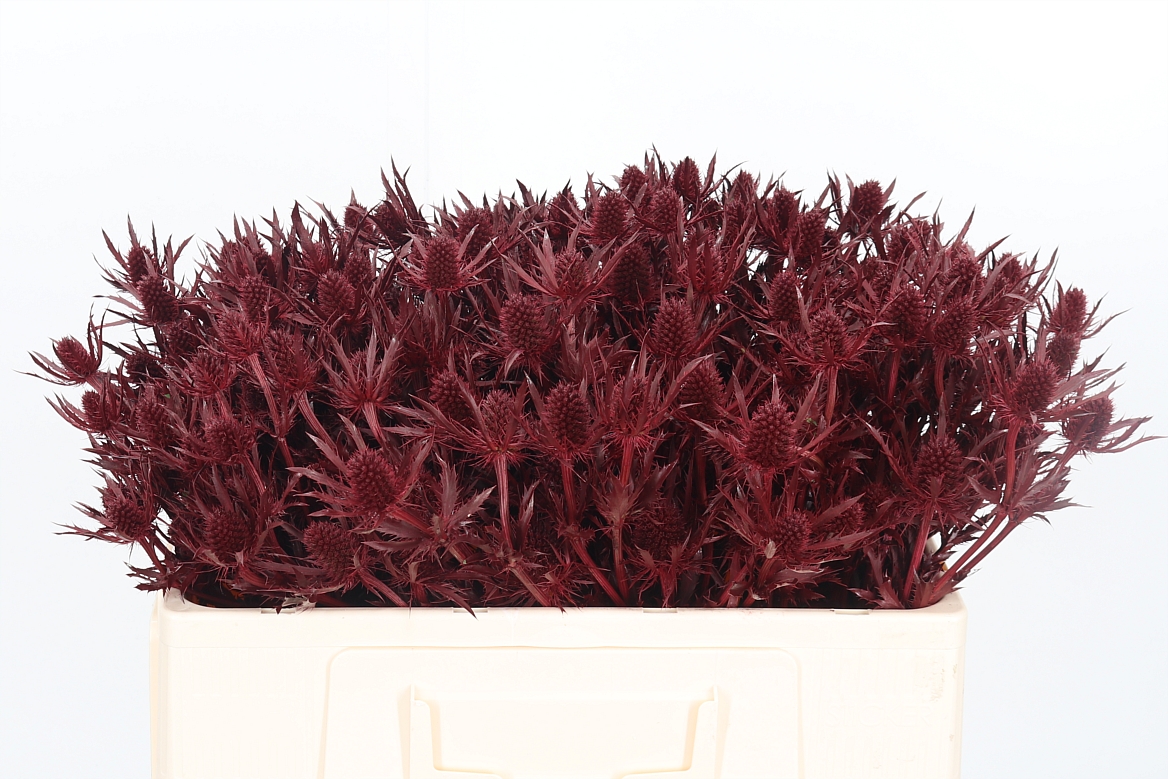 Eryngium Painted Orion Bordeaux 50cm