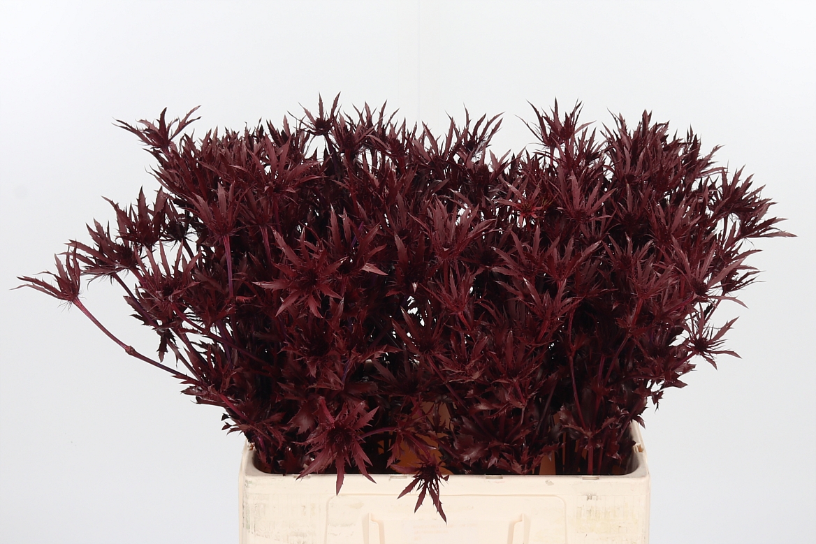 Eryngium Painted Orion Bordeaux 60cm
