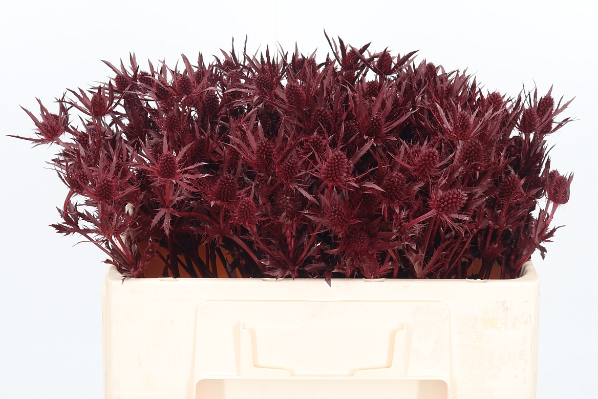 Eryngium Painted Orion Bordeaux 50cm