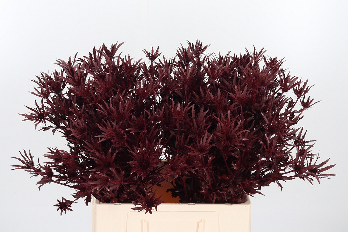Eryngium Painted Orion Bordeaux 60cm