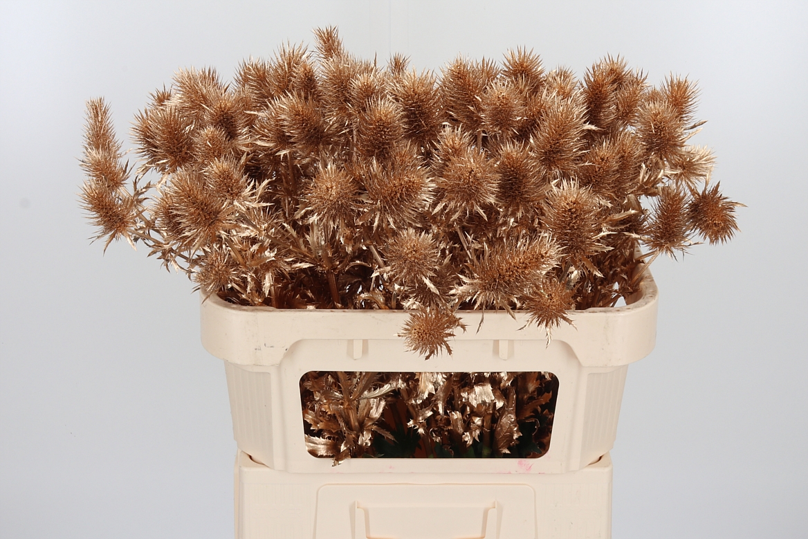 Eryngium Painted Supernova Antique Gold 70cm