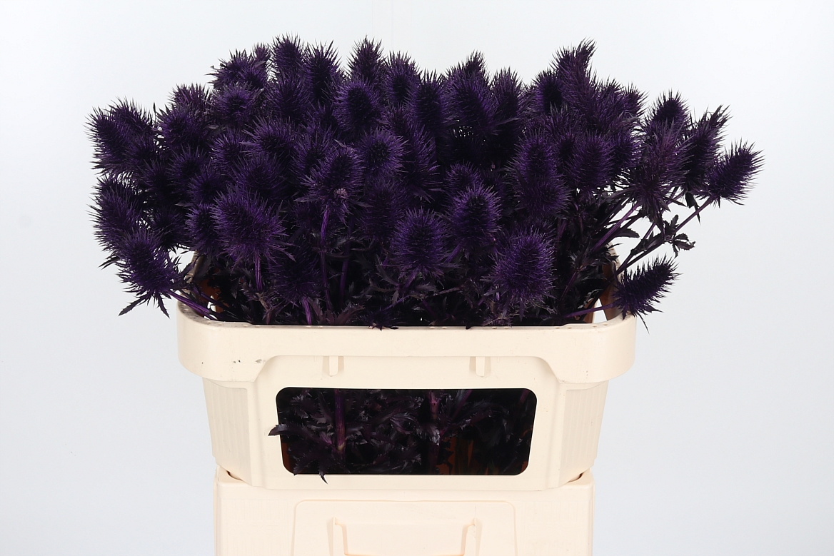 Eryngium Painted Supernova Aubergine 70cm