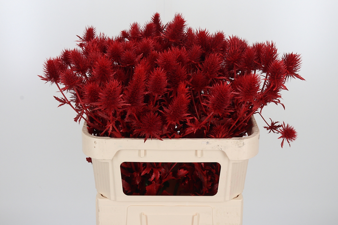 Eryngium Painted Supernova Red 70cm