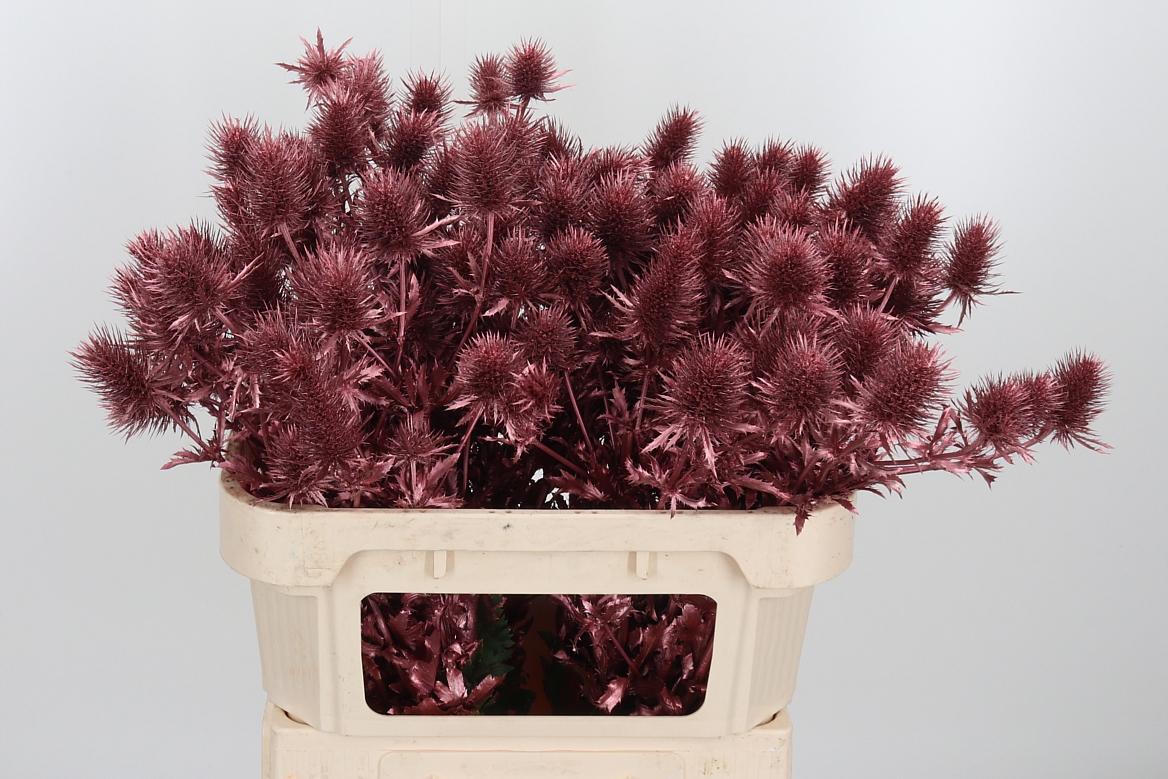 Eryngium Painted Supernova Rose Gold 70cm