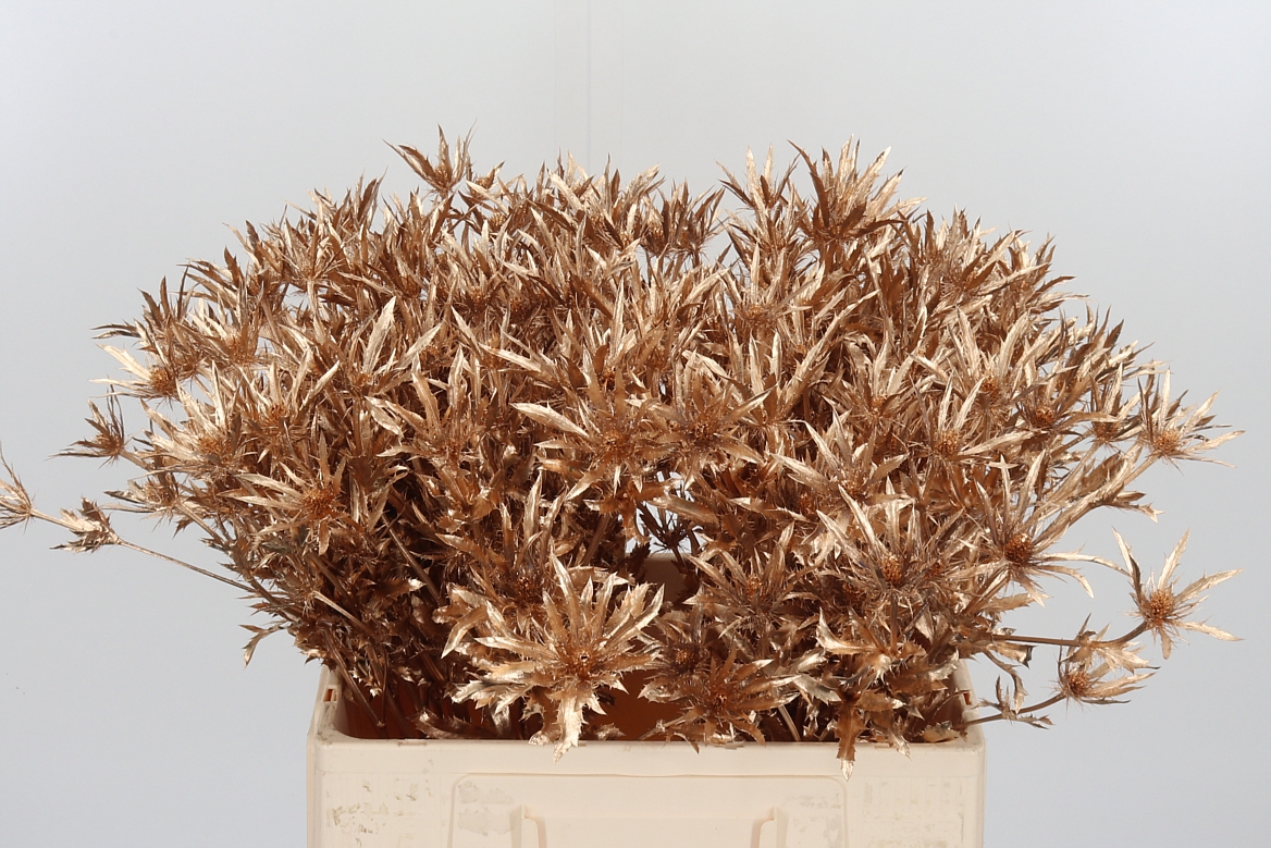 Eryngium Painted Orion Antique Gold 60cm