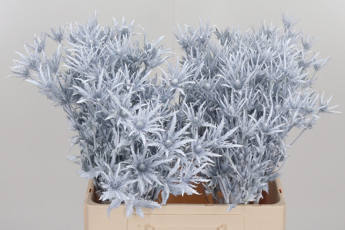 Eryngium Painted Orion White 60cm