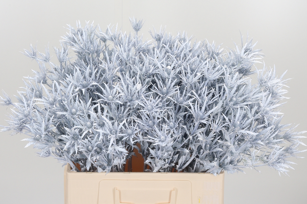 Eryngium Painted Orion White 60cm