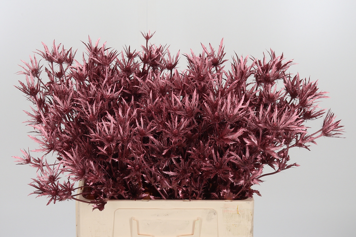 Eryngium Painted Orion Rose Gold 60cm
