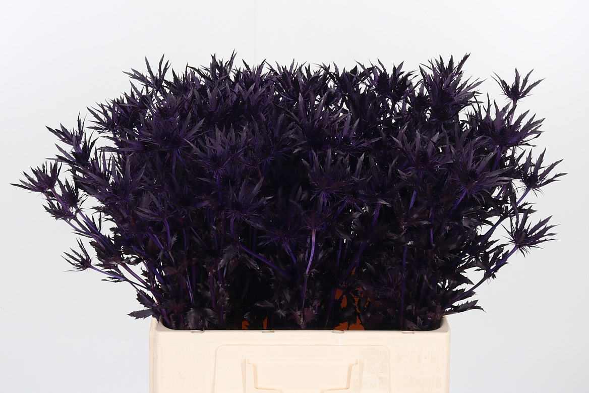 Eryngium Painted Orion Aubergine 60cm