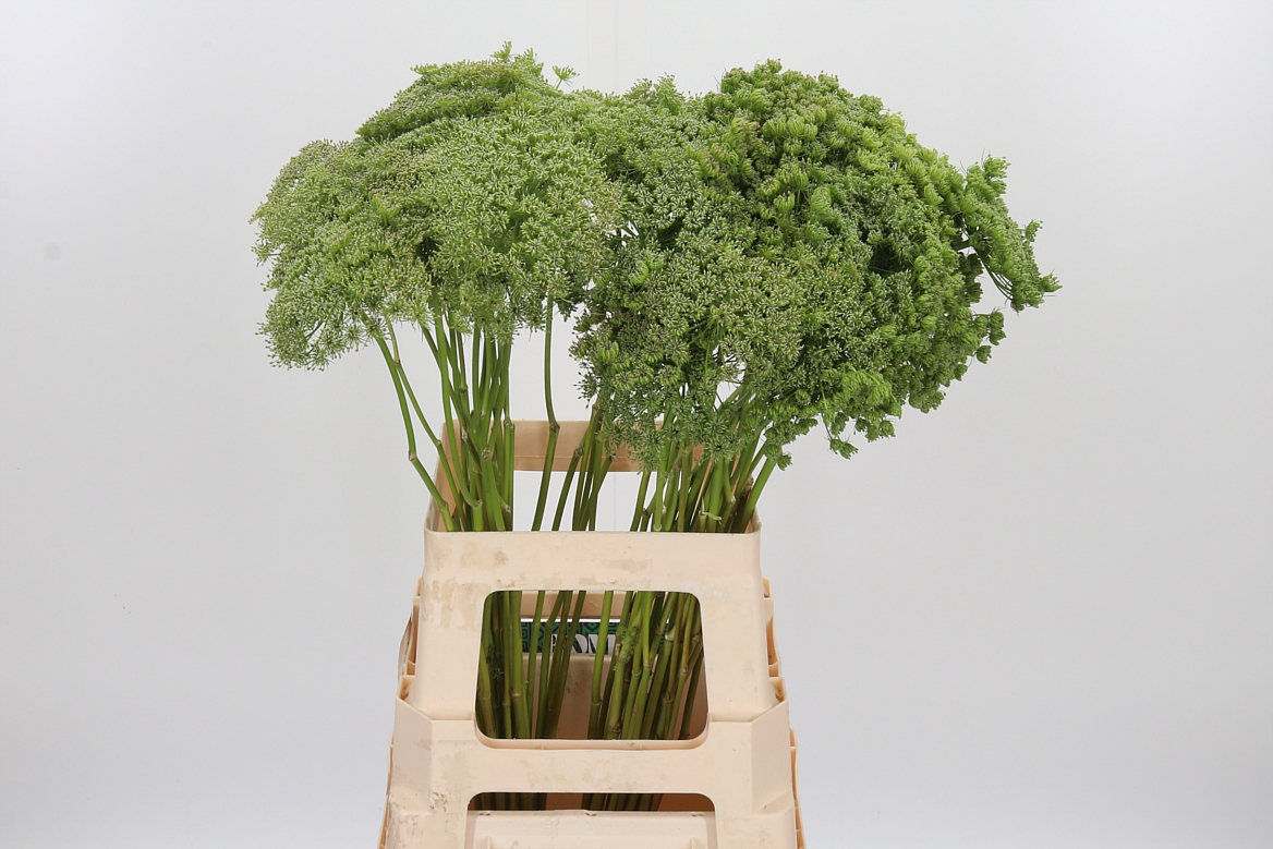 Ammi Visnaga Green Mist 70cm