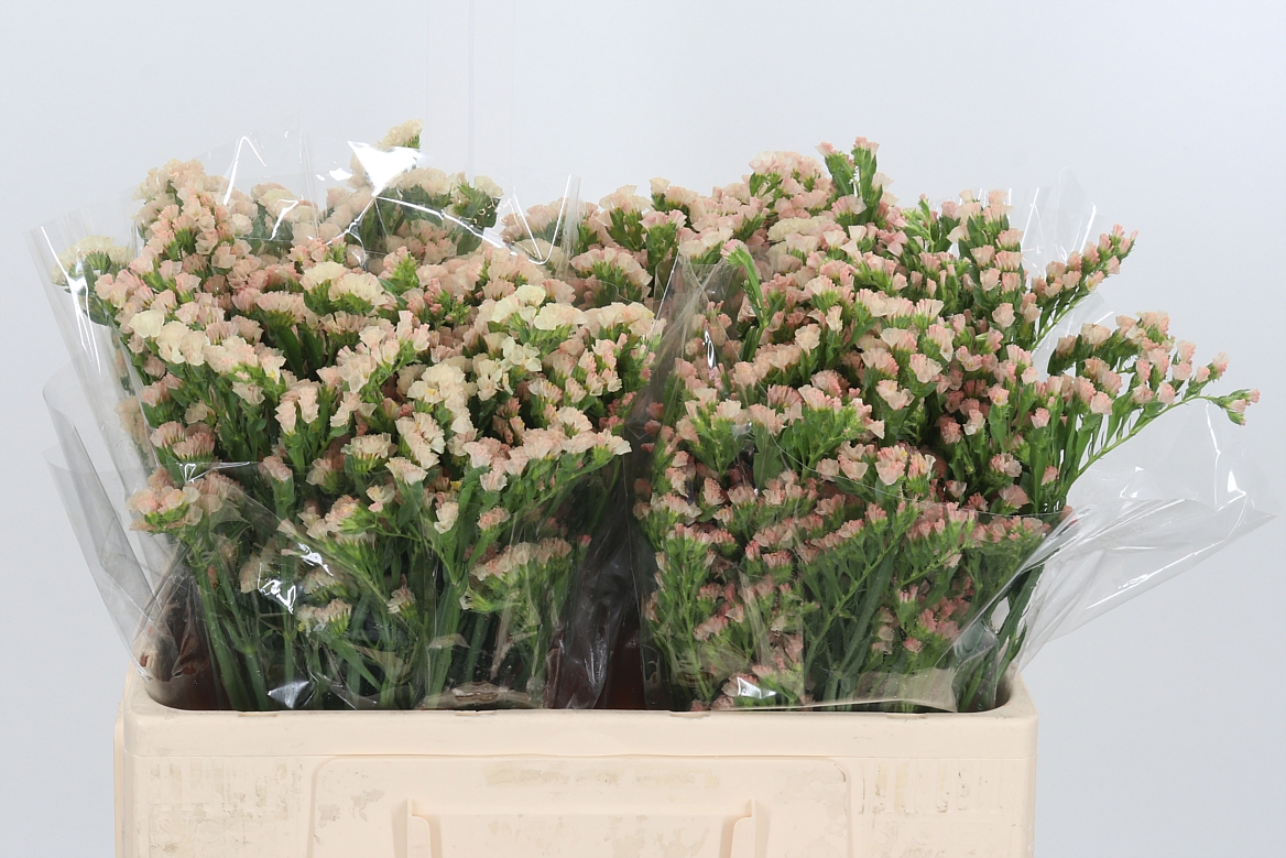 Limonium Sinuatum Lucia Apricot+ 50cm 75gr.