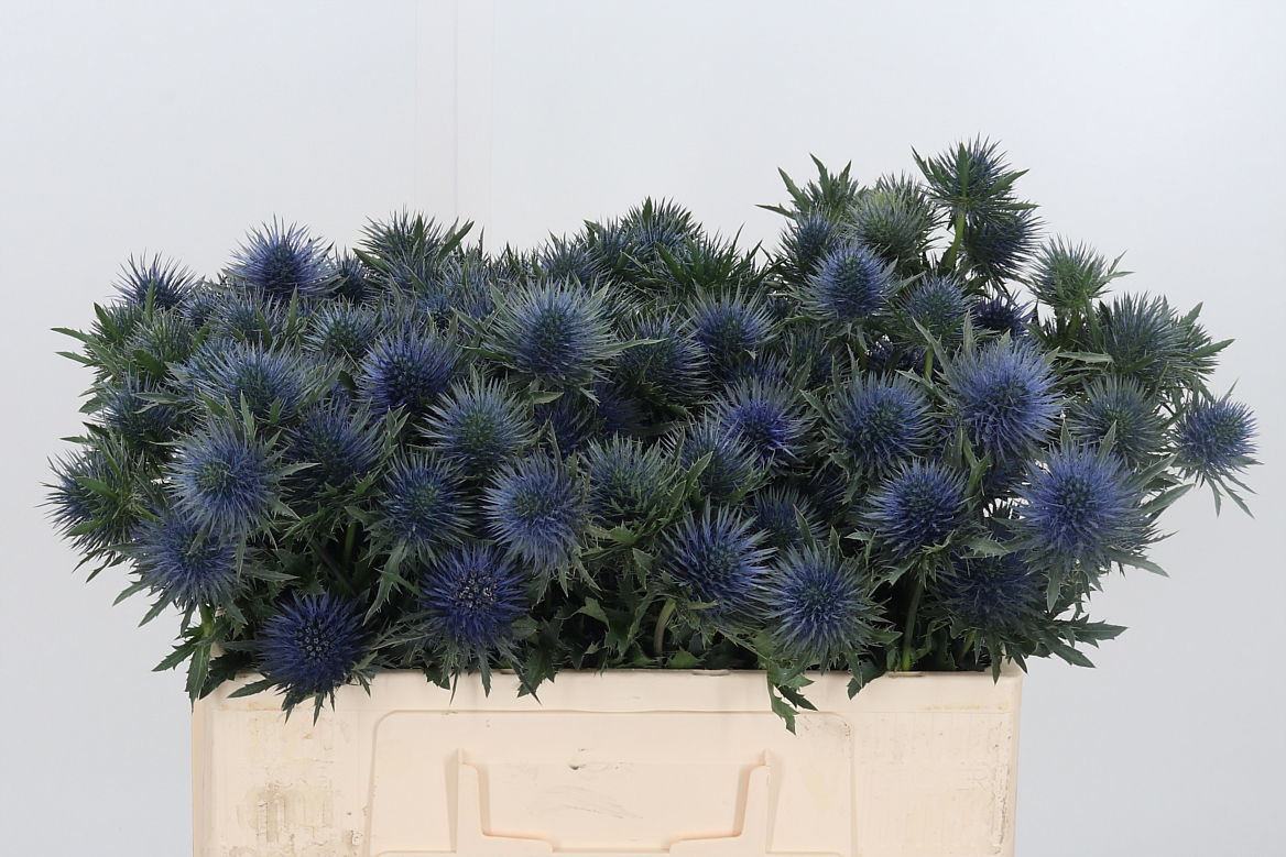 Eryngium Magnetar 50cm