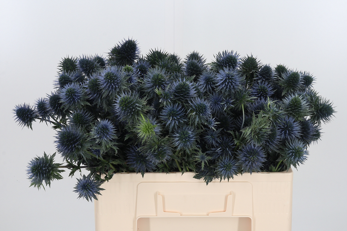 Eryngium Alpinum Scorpius Questar 50cm